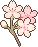 cutecherryblossom